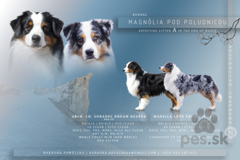 Ovčiaky a pastierske psy, Austrálsky ovčiak šteniatka s PP