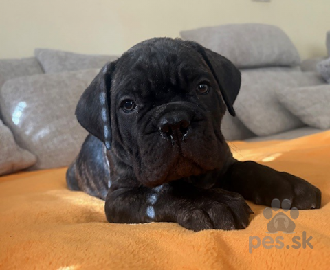 Pinče, bradáče, molosoidy a švajčiarske salašnícke psy, Šteniatka Cane Corso