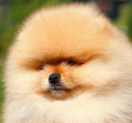 , Pomeranian 