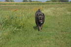 Pinče, bradáče, molosoidy a švajčiarske salašnícke psy, CANE CORSO