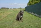 Pinče, bradáče, molosoidy a švajčiarske salašnícke psy, CANE CORSO