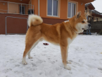 Špice a primitívne typy, AKITA INU