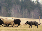 Ovčiaky a pastierske psy, HOLANDSKÝ OVČIAK