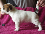 , Jack Russel Terier s PP