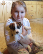 Teriéry, JACK RUSSELL TERIÉR