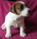 Teriéry, JACK RUSSELL TERIÉR