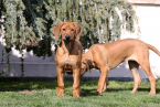 ,  Rhodesian Ridgeback/Rodézsky Ridgeback šteniatka s PP 