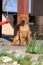 Duriče, farbiare a príbuzné plemená, RODÉZSKY RIDGEBACK