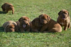 , Dogue de Bordeaux, French mastiff, Bordo doga