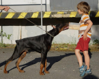 Pinče, bradáče, molosoidy a švajčiarske salašnícke psy, DOBERMAN