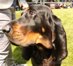 Duriče, farbiare a príbuzné plemená, AMERICKÝ BLACK AND TAN COONHOUND