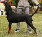 Duriče, farbiare a príbuzné plemená, AMERICKÝ BLACK AND TAN COONHOUND