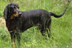 Duriče, farbiare a príbuzné plemená, AMERICKÝ BLACK AND TAN COONHOUND