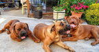 Neuznané plemená a krížence, BOERBOEL