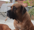 Neuznané plemená a krížence, BOERBOEL