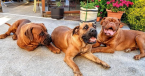 Neuznané plemená a krížence, BOERBOEL