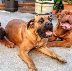 , Šteniatka Boerboel k rezervácii