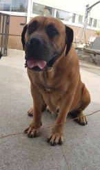 Neuznané plemená a krížence, BOERBOEL