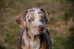 , CATAHOULA 