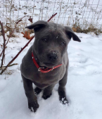 Špice a primitívne typy, THAJSKÝ RIDGEBACK