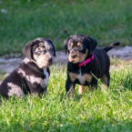 , CATAHOULA-Louisiansky leopardi pes šteniatka