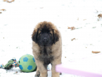 , Leonberger šteniatka s PP