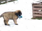 Pinče, bradáče, molosoidy a švajčiarske salašnícke psy, LEONBERGER