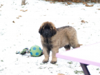 Pinče, bradáče, molosoidy a švajčiarske salašnícke psy, LEONBERGER