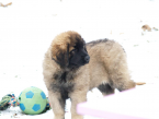 Pinče, bradáče, molosoidy a švajčiarske salašnícke psy, LEONBERGER