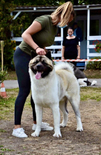 Špice a primitívne typy, AMERICKÁ AKITA