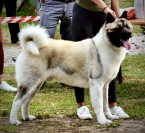 , Chovný pes American Akita