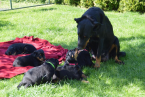 Ovčiaky a pastierske psy, BEAUCERON