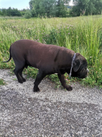 Pinče, bradáče, molosoidy a švajčiarske salašnícke psy, CANE CORSO