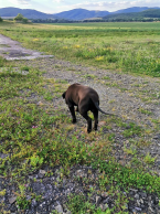 Pinče, bradáče, molosoidy a švajčiarske salašnícke psy, CANE CORSO