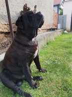 Pinče, bradáče, molosoidy a švajčiarske salašnícke psy, CANE CORSO