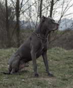 Neuznané plemená a krížence, AMERICKÝ BANDOG