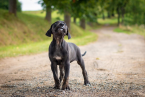 , Louisiansky Leopardi Pes - Catahoula - s PP