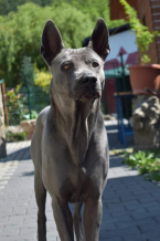 Špice a primitívne typy, THAJSKÝ RIDGEBACK