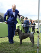 , Thajský ridžbek Thai Ridgeback Dog