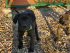 Neuznané plemená a krížence, AMERICKÝ BANDOG