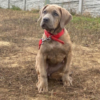 Neuznané plemená a krížence, AMERICKÝ BANDOG