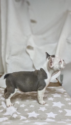 , French bulldogs puppys of exotic colors
