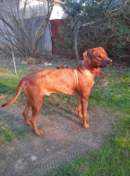 , Rodezsky  Ridgeback