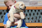 , Labrador Retriever - šteniatka s rodokmeňom pôvodu s PP
