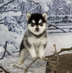, AKC registered male and female Pomsky puppies