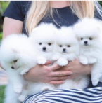 ,  pomeranian mini