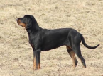 Duriče, farbiare a príbuzné plemená, AMERICKÝ BLACK AND TAN COONHOUND