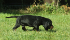 Duriče, farbiare a príbuzné plemená, AMERICKÝ BLACK AND TAN COONHOUND