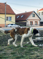 Pinče, bradáče, molosoidy a švajčiarske salašnícke psy, BERNARDÍN