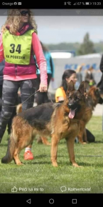 Ovčiaky a pastierske psy, NEMECKÝ OVČIAK